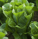 Рафаель - насіння салату, 1000 шт (драже), Rijk Zwaan 25966 фото 2