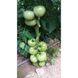 Пінк Парадайз F1 - насіння томата, 1000 шт, Sakata 13694 фото 4