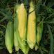 1707 F1 - насіння кукурудзи, 2 500 шт, Lark Seeds 894766232 фото 1