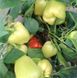 Ірен F1 - насіння солодкого перцю, 500 шт, Enza Zaden 73600 фото 1