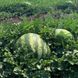 НУН 21613 F1 - семена арбуза, 1000 шт, Nunhems 21613 фото 3