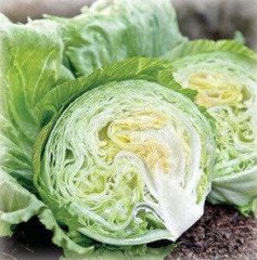 Висмар - семена салата, 1000 шт (драже), Hazera 58524 фото