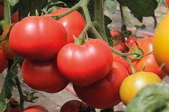 Капонет F1 - насіння томата, 500 шт, Syngenta 79901 фото
