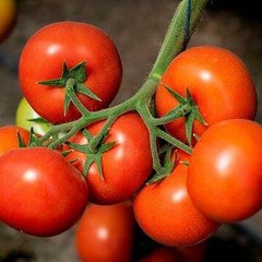 Манамі F1 (КС 21 F1) - насіння томата, 500 шт, Kitano 50361 фото