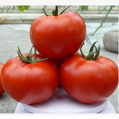 Прайд F1 - насіння томата, 250 шт, Spark Seeds 81761 фото