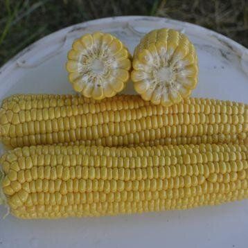 1010 F1 - семена кукурузы, 2500 шт, Lark Seeds 894766233 фото
