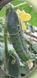 Кріон F1 - насіння огірка, 1000 шт, Agri Saaten 1075126697 фото 2