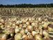 Кейс F1 - насіння цибулі озимої, 200 000 шт, Lark Seeds 44700 фото 3