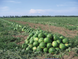 Талисман F1 - семена арбуза, 1000 шт, Nunhems 67049 фото 2