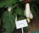 Аретуза F1 - семена баклажана, 100 шт, Rijk Zwaan 55492 фото 3