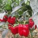 Аристотель F1 - семена сладкого перца, Seminis купить в Украине с доставкой
