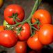 Манамі F1 (КС 21 F1) - насіння томата, 500 шт, Kitano 50361 фото 1