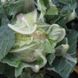 Рауль F1 - насіння капусти цвітної, 2500 шт, Hazera 92538 фото 2