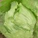 Аруша - насіння салату, 1000 шт (драже), Rijk Zwaan 1092513305 фото 3