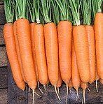 Элеганза F1 - семена моркови, 100 000 шт (1.8 - 2.0), Nunhems 54295 фото