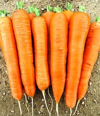 Колтан F1 - семена моркови, 100 000 шт (1.6 - 1.8), Nunhems 61033 фото