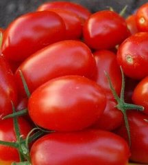 Фуззер F1 - насіння томата, Seminis опис, фото, відгуки