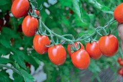 Туті Фруті F1 - насіння томата, 250 шт, Clause 84992 фото