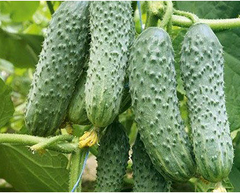 Талія F1 (AGX 30-240 F1) - насіння огірка, Agri Saaten опис, фото, відгуки