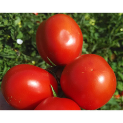Едвайзор F1 - насіння томата, 1000 шт, Esasem 26673 фото