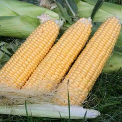 Світ Наггет F1 - насіння кукурудзи, Agri Saaten опис, фото, відгуки