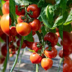 Меланет F1 - насіння томата, 500 шт, Syngenta 80001 фото