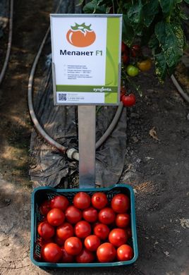 Меланет F1 - семена томата, 500 шт, Syngenta 80001 фото