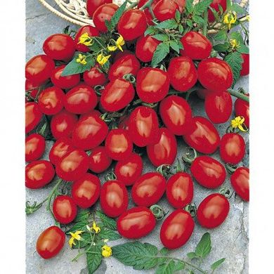 Туті Фруті F1 - насіння томата, 250 шт, Clause 84992 фото