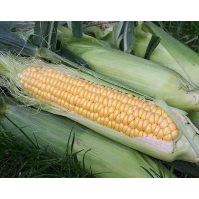 Свит Наггет F1 - семена кукурузы, Agri Saaten описание, фото, отзывы