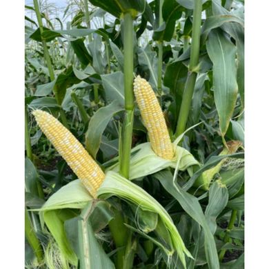 Респект F1 - семена кукурузы биколор, 2 500 шт, Spark Seeds 19847 фото
