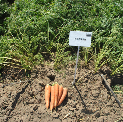 Колтан F1 - семена моркови, 100 000 шт (1.6 - 1.8), Nunhems 61033 фото