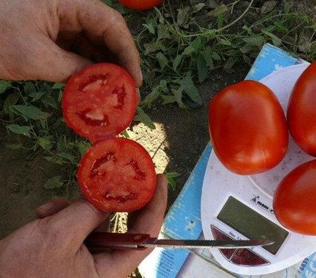1510 F1 - насіння томата, 500 шт, Spark Seeds 03324 фото