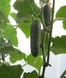 Антісіпатор F1 - насіння огірка, 500 шт, Nunhems 39868 фото 2