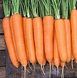 Елеганза F1 - насіння моркви, 100 000 шт (1.8 - 2.0), Nunhems 54295 фото 2