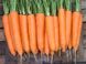 Элеганза F1 - семена моркови, 100 000 шт (1.8 - 2.0), Nunhems 54295 фото 3