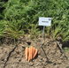 Колтан F1 - насіння моркви, 100 000 шт (1.6 - 1.8), Nunhems 61033 фото 2