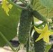 Антісіпатор F1 - насіння огірка, 500 шт, Nunhems 39868 фото 1