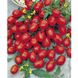 Туті Фруті F1 - насіння томата, 250 шт, Clause 84992 фото 2