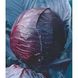 Ред Джевел F1 - семена капусты краснокочанной, 1000 шт, Sakata 88459 фото 3