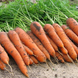 Элеганза F1 - семена моркови, 100 000 шт (1.8 - 2.0), Nunhems 54295 фото 1