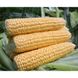 Свит Наггет F1 - семена кукурузы, Agri Saaten купить в Украине с доставкой
