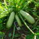 Муфаса F1 - семена кабачка, 2500 шт, Lark Seeds 12600 фото 3