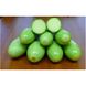 Муфаса F1 - семена кабачка, 2500 шт, Lark Seeds 12600 фото 2