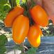 Ремембе F1 - насіння томата, 1000 шт, Spark Seeds 92511 фото 2