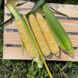 Респект F1 - насіння кукурудзи біколор, 2 500 шт, Spark Seeds 19847 фото 1