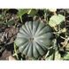 Вест - насіння гарбуза, 500 г, Lark Seeds 09811 фото 4