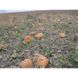 Вест - насіння гарбуза, 500 г, Lark Seeds 09811 фото 3