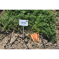 Лагуна F1 - насіння моркви, 100 000 шт (1.6 - 1.8), Nunhems 74429 фото