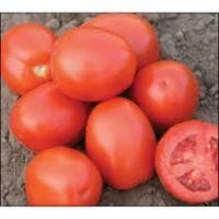 Трібека F1 - насіння томата, 1000 шт, Hazera 20827 фото