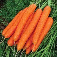 Каданс F1 - насіння моркви, 100 000 шт (1.6 - 1.8), Nunhems 07497 фото